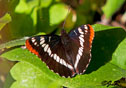 Limenitis corquini