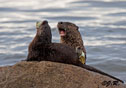 Lutra Canadensis