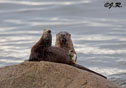 Lutra Canadensis