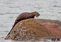 Lutra Canadensis